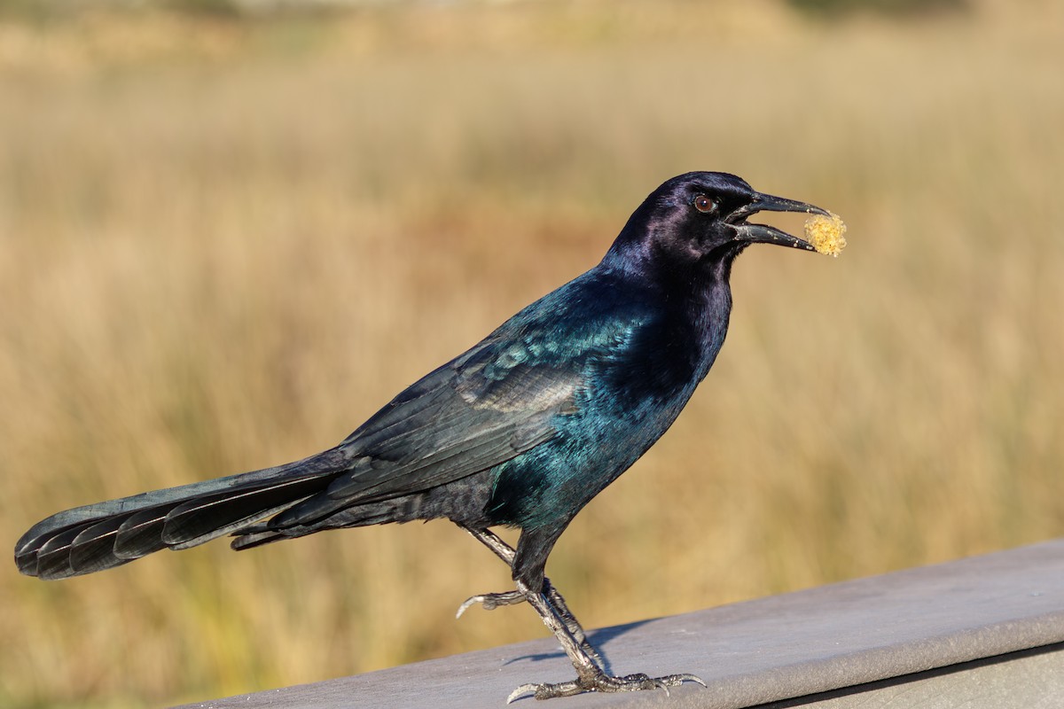 Boat-tailed Grackle - ML646073463