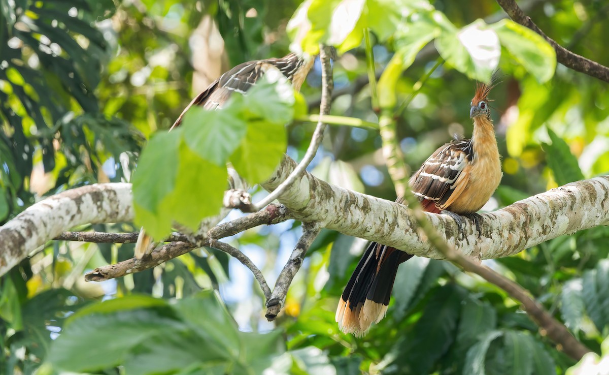 Hoatzin - ML646073467