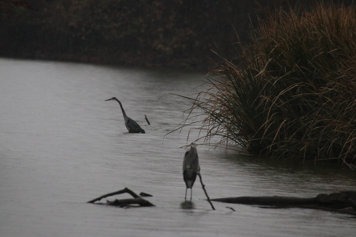 Great Blue Heron - ML646073473
