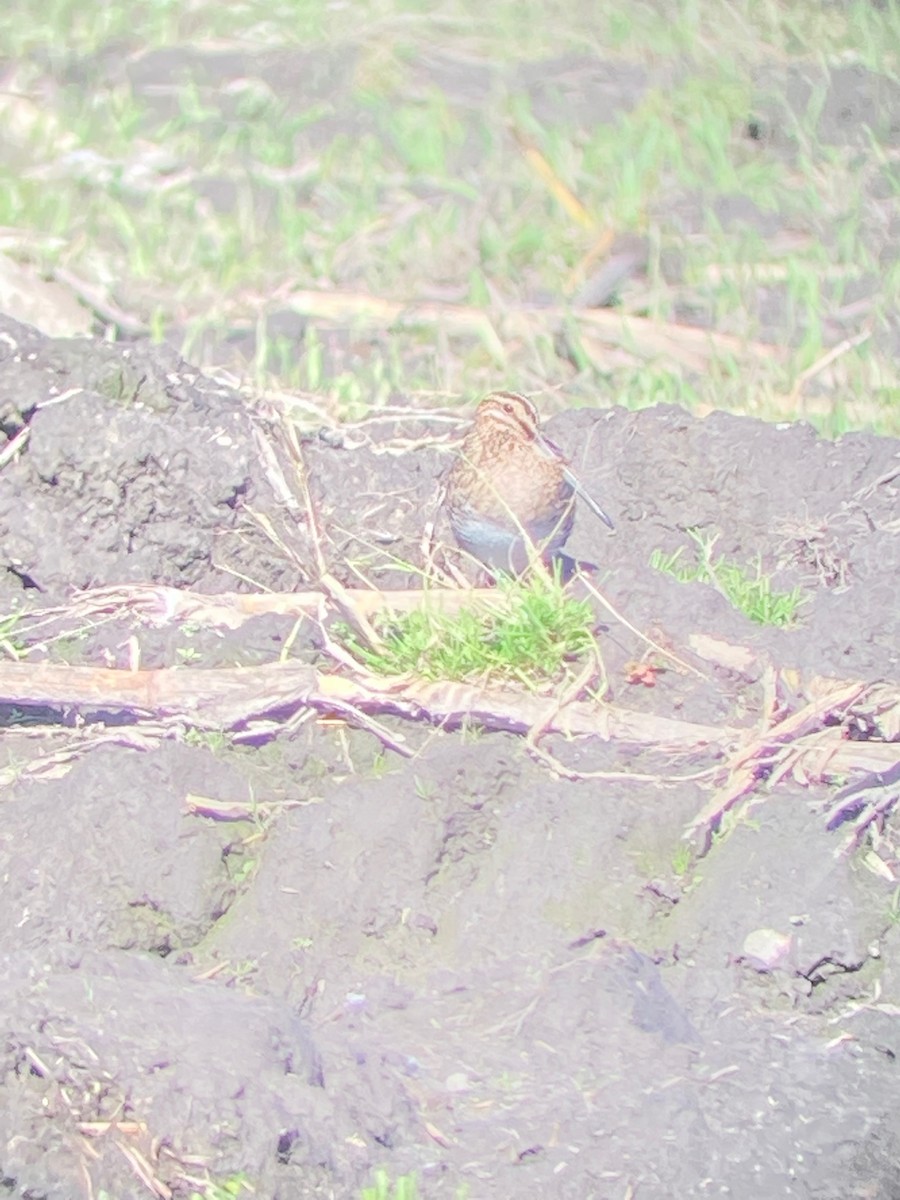 Wilson's Snipe - ML646073474