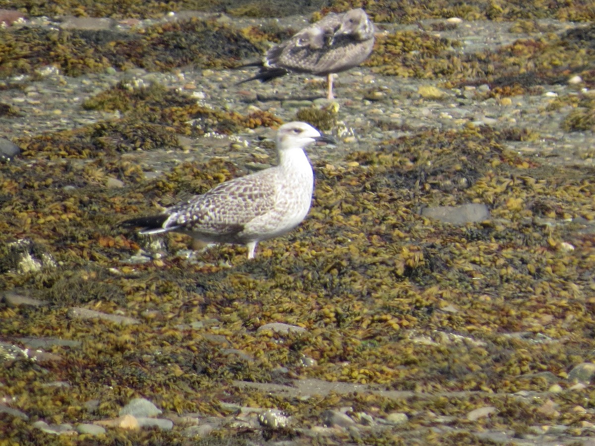Great Black-backed Gull - ML646073481