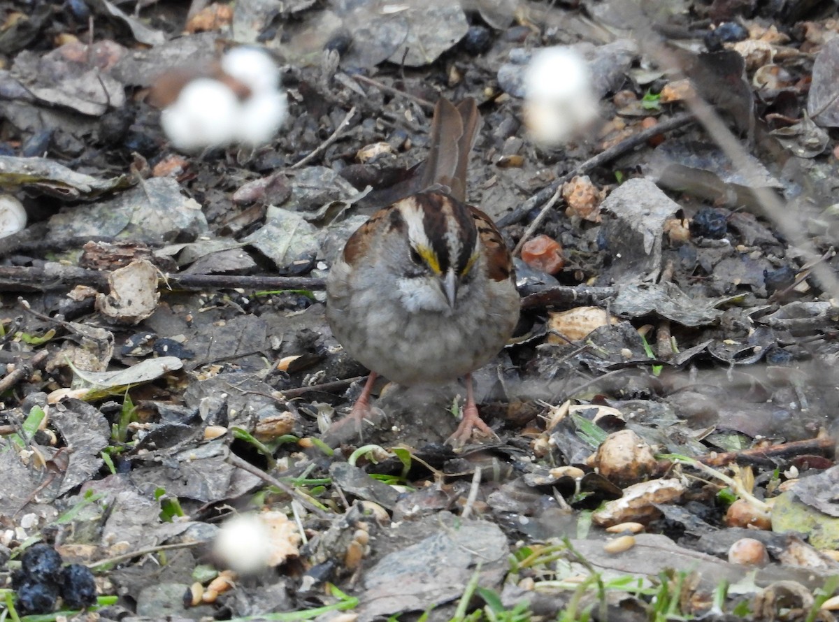 White-throated Sparrow - ML646073484