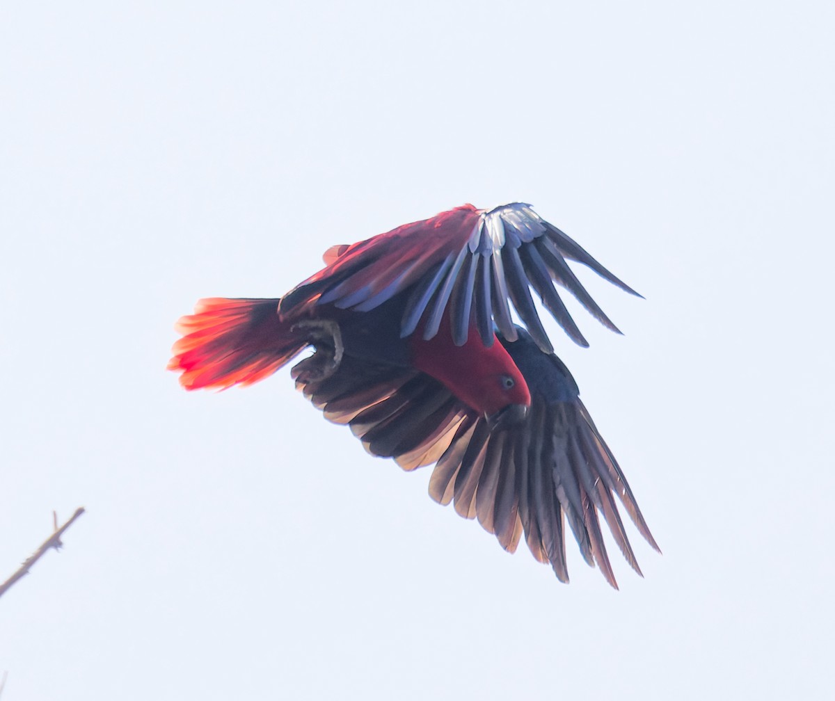 Papua Eklektus Papağanı - ML646073486