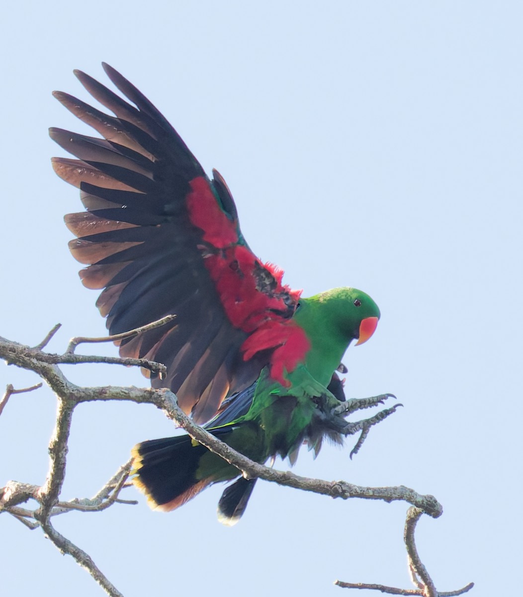 Papua Eklektus Papağanı - ML646073487