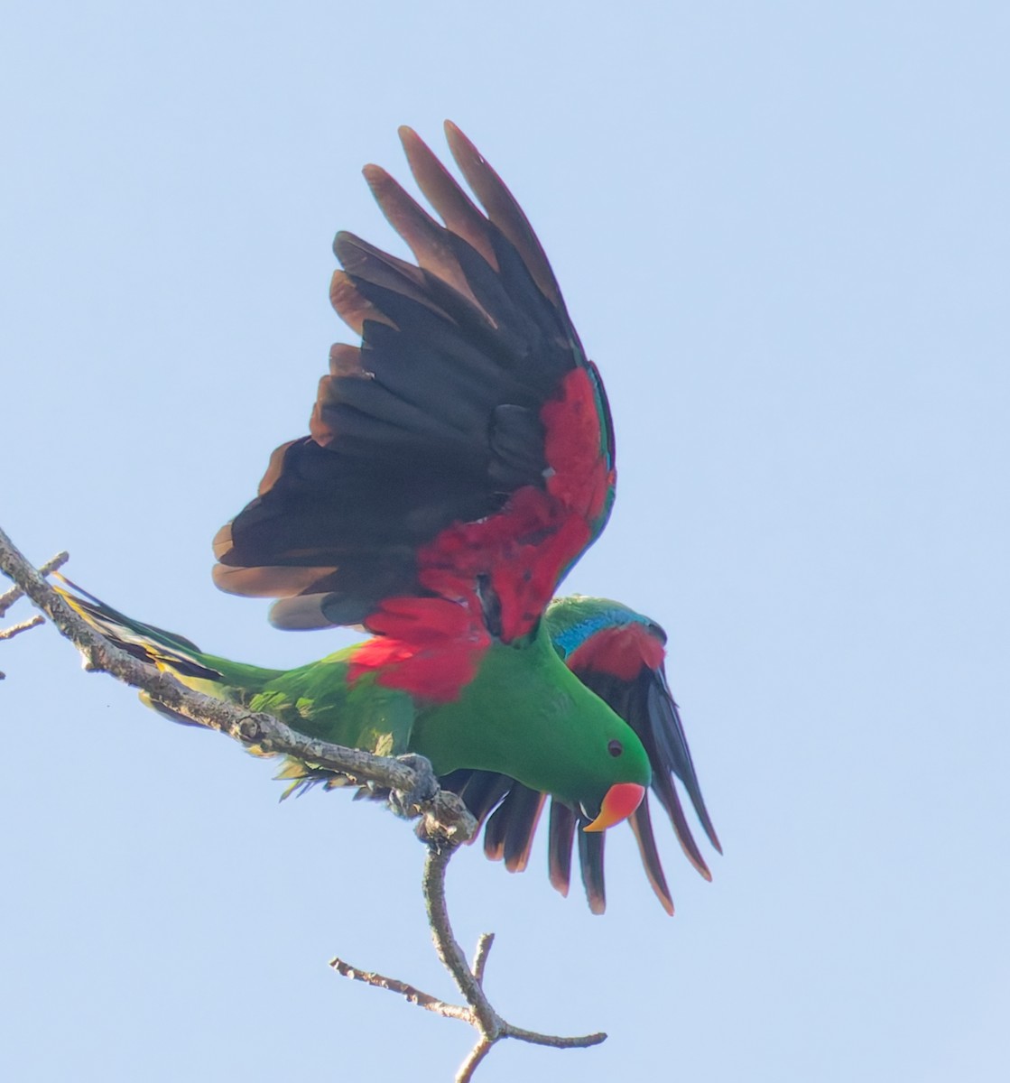 Papua Eklektus Papağanı - ML646073488