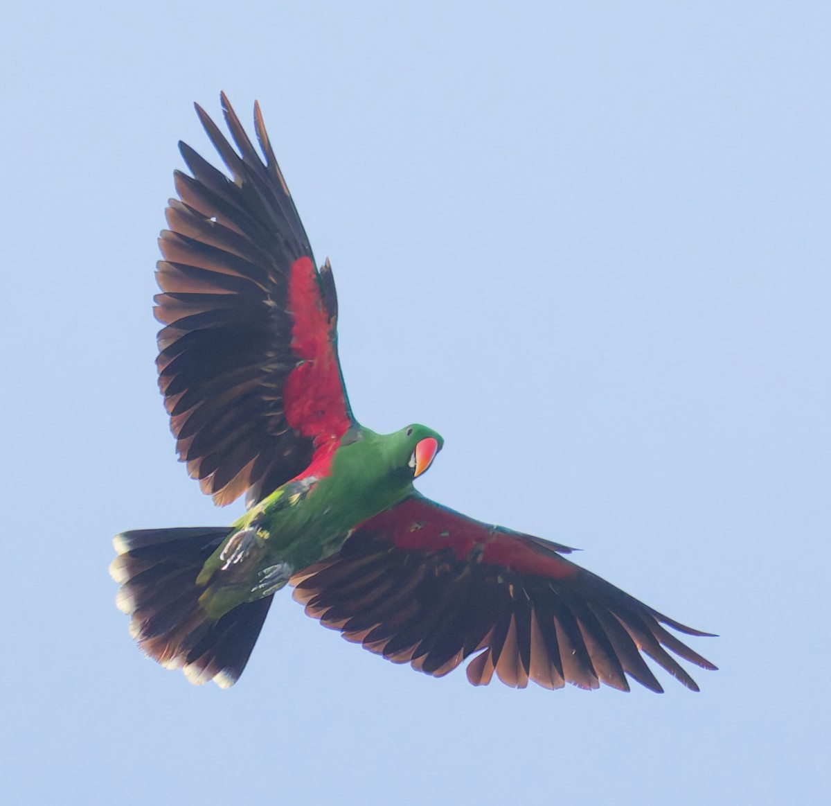 Papua Eklektus Papağanı - ML646073489