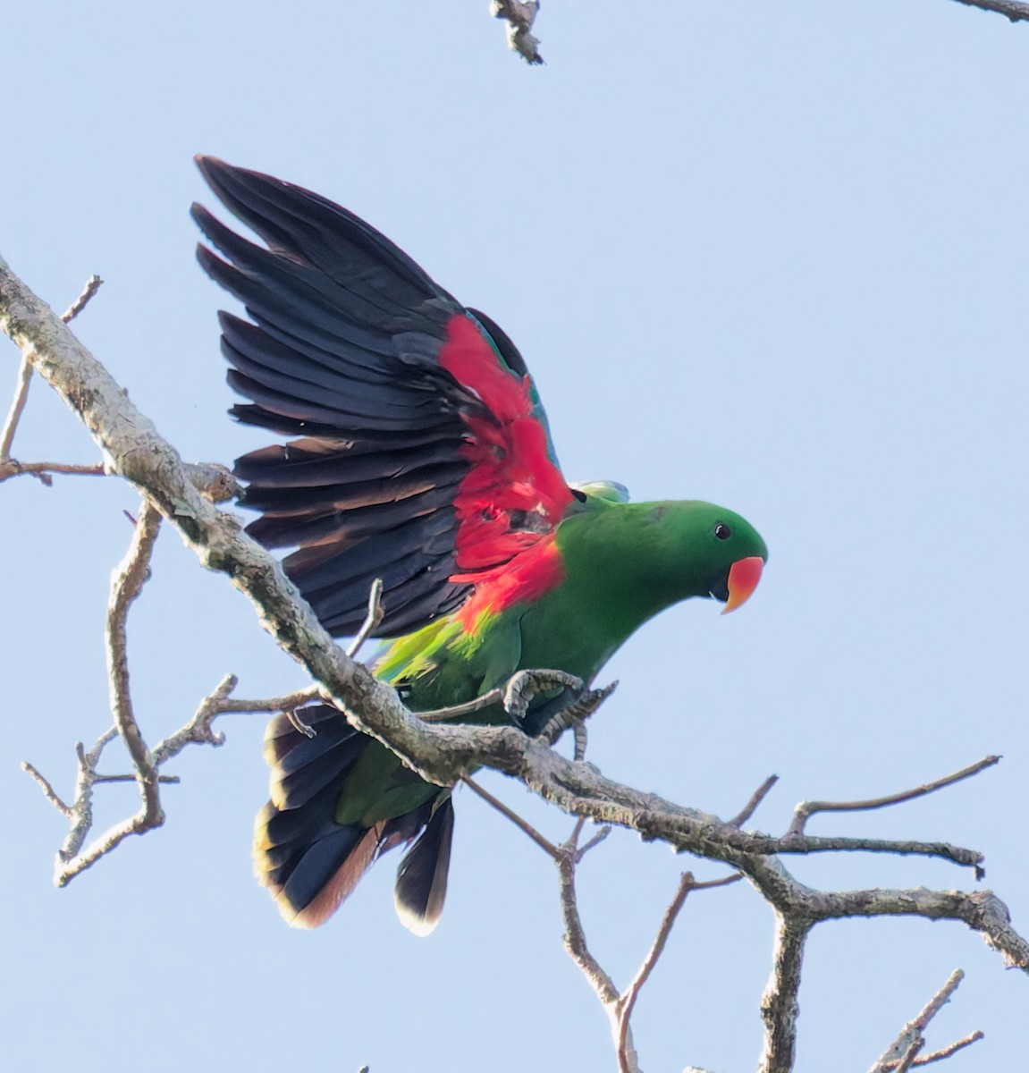 Papua Eklektus Papağanı - ML646073490