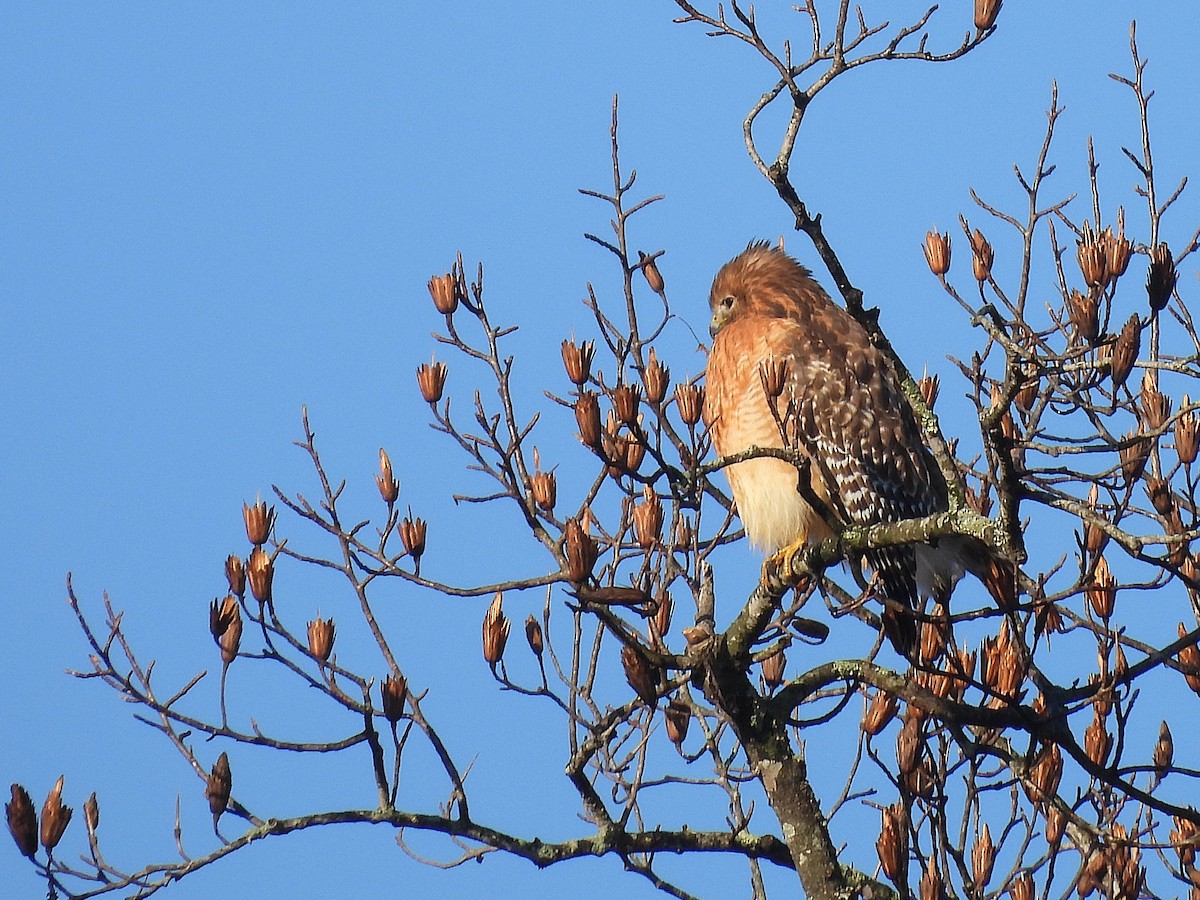 Red-shouldered Hawk - ML646073491