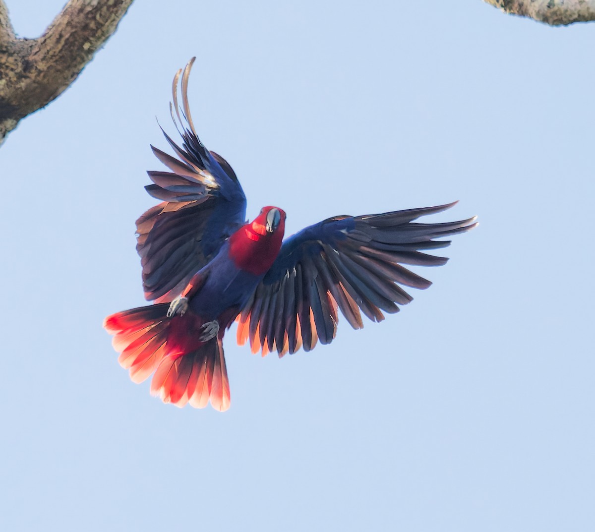 Papua Eklektus Papağanı - ML646073492