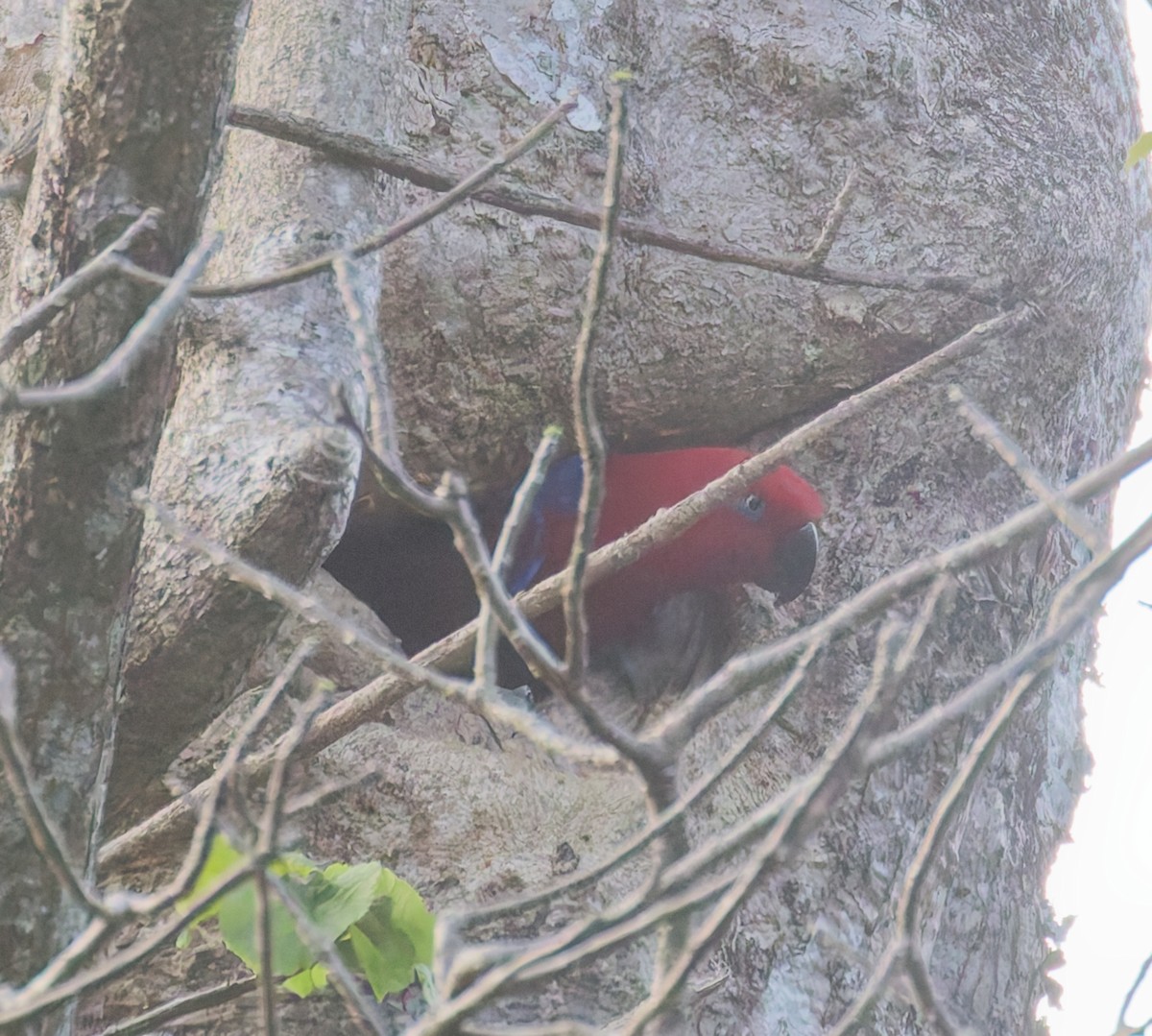 Papua Eklektus Papağanı - ML646073493