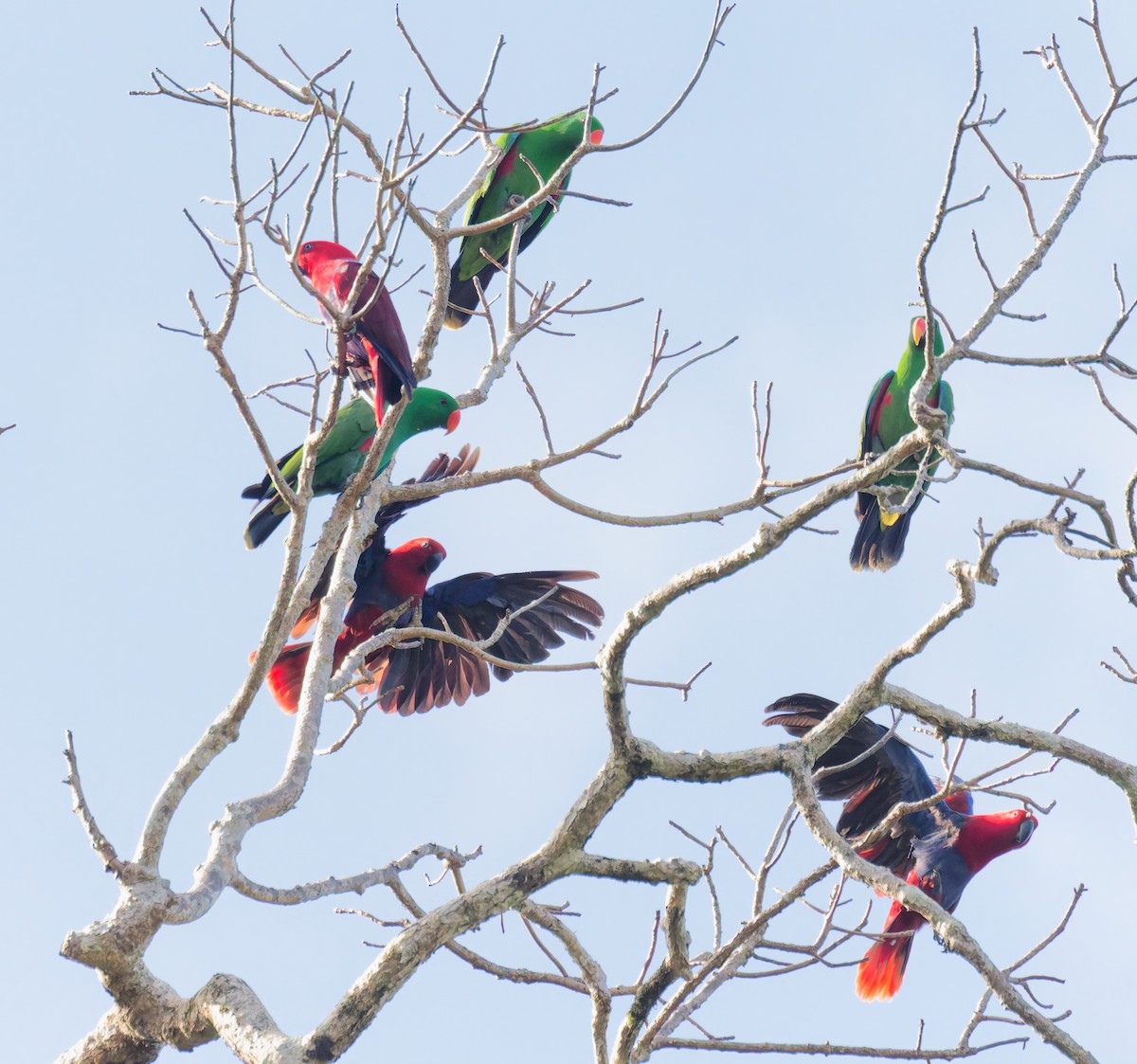 Papua Eklektus Papağanı - ML646073494