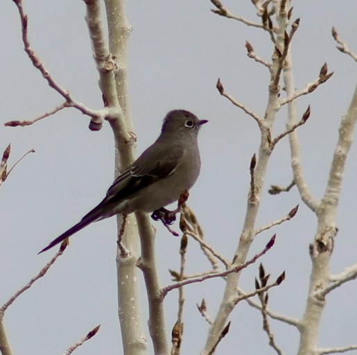 Townsend's Solitaire - ML646073495