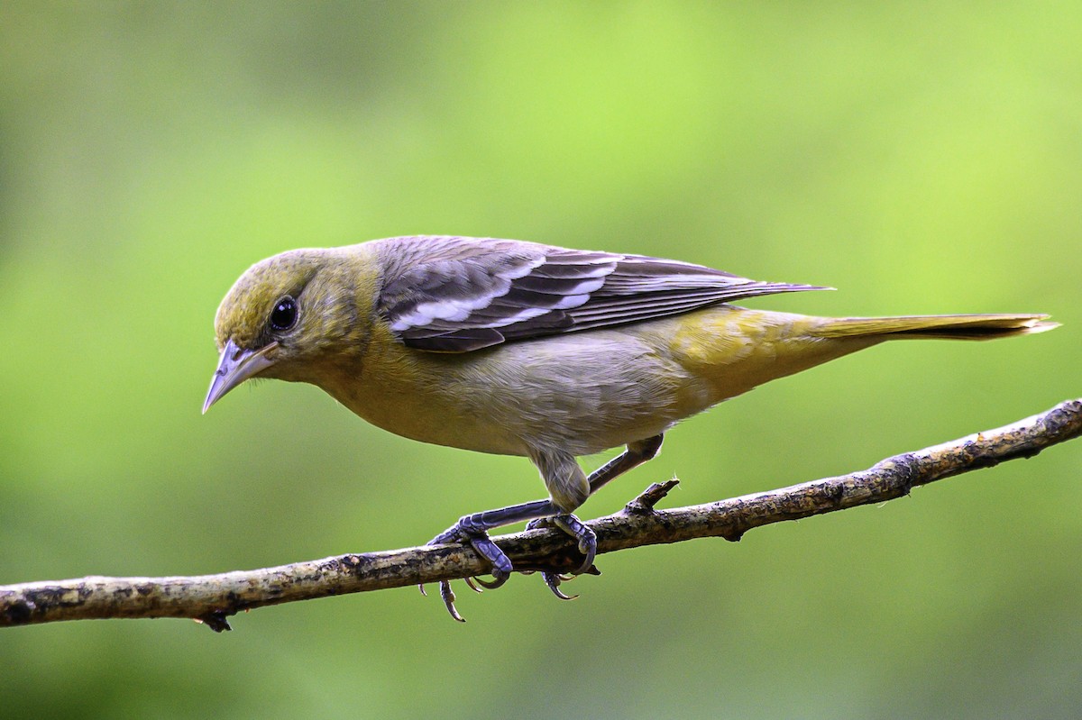 Baltimore Oriole - ML646073502