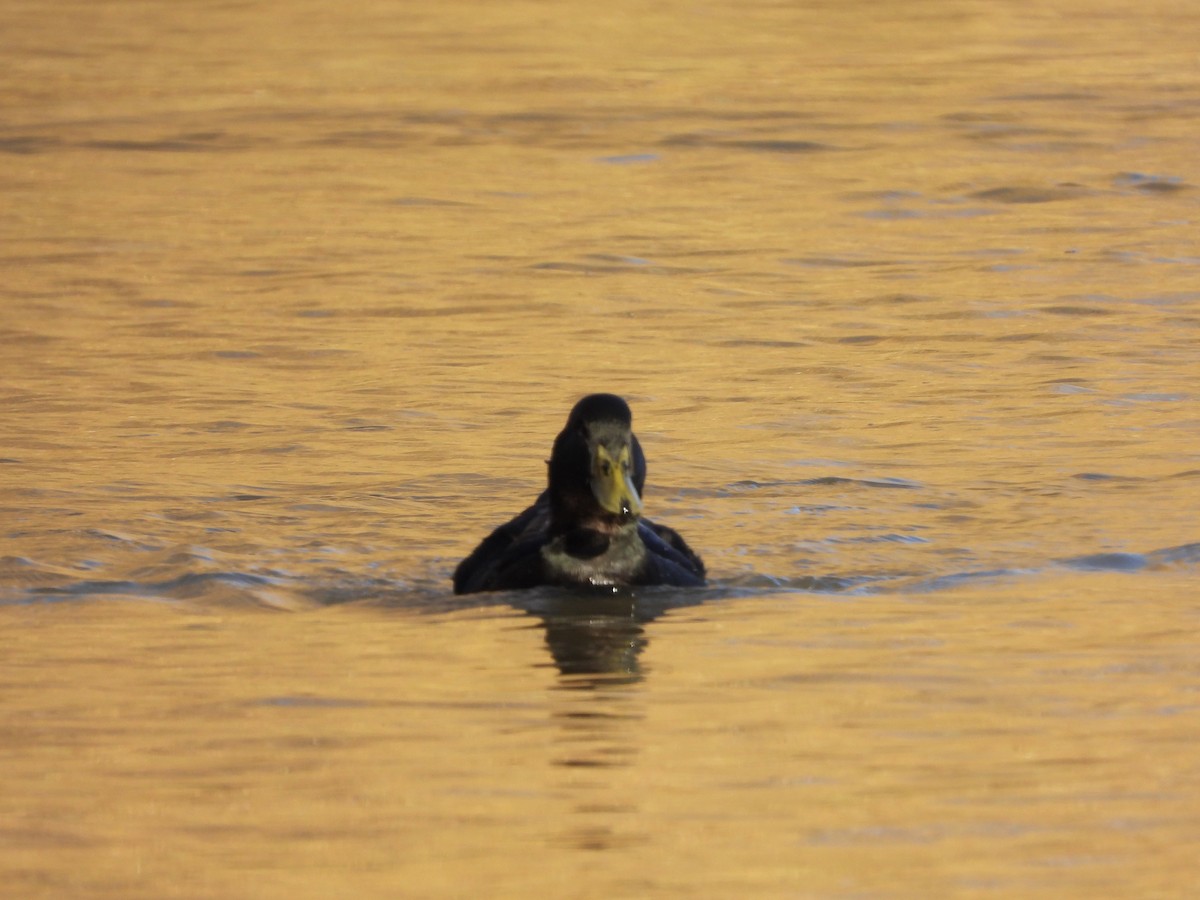綠頭鴨(馴化) - ML646073509