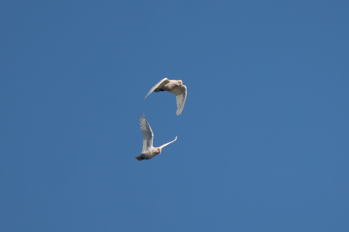 kakadu ostrozobý - ML646073521