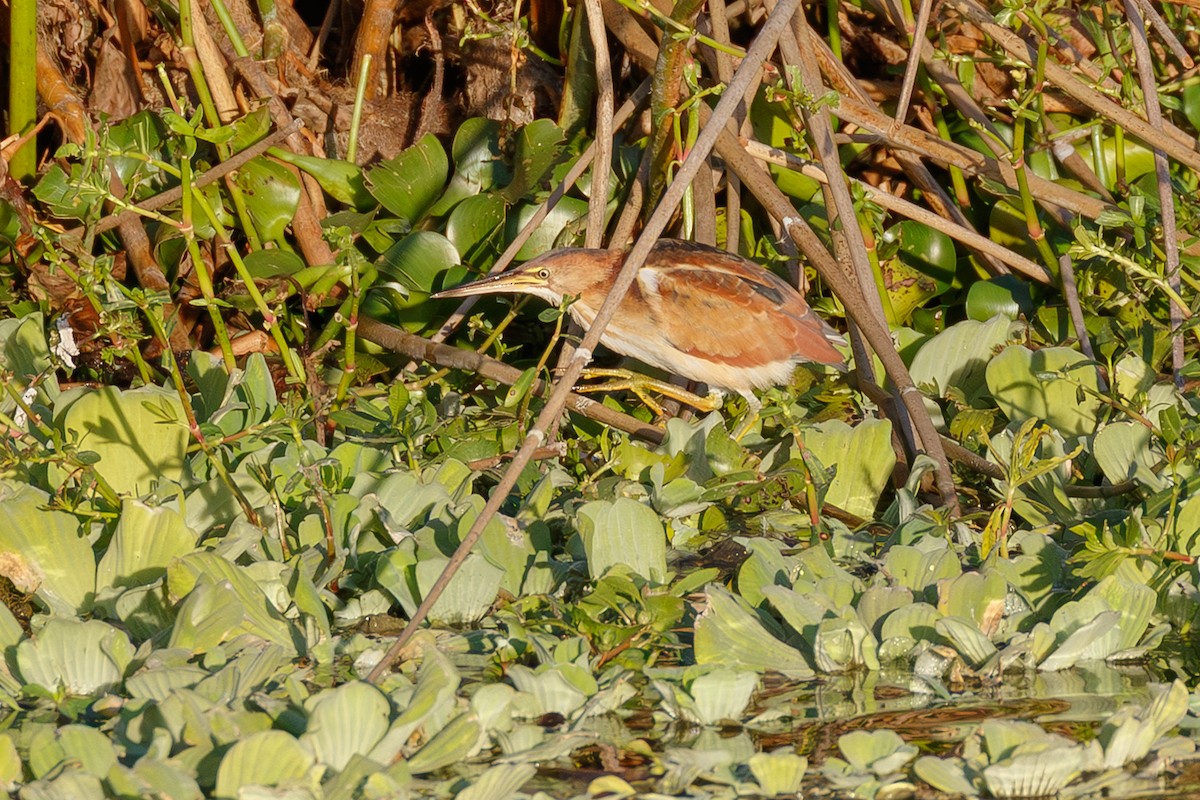 Least Bittern - ML646073538