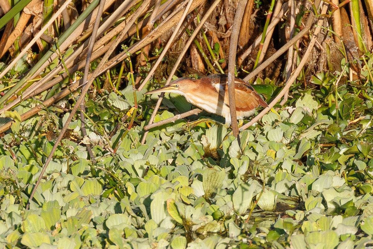 Least Bittern - ML646073539