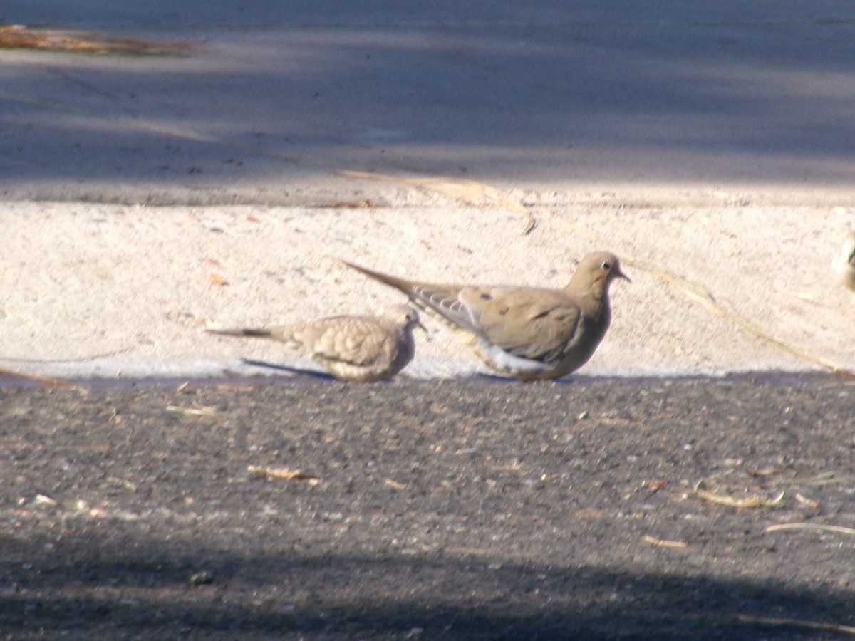 holoubek mexický - ML646073540