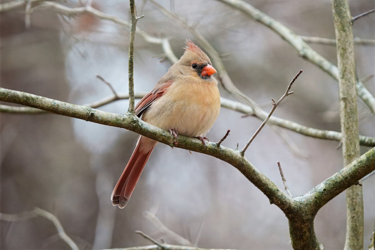 Cardinal rouge - ML646073546