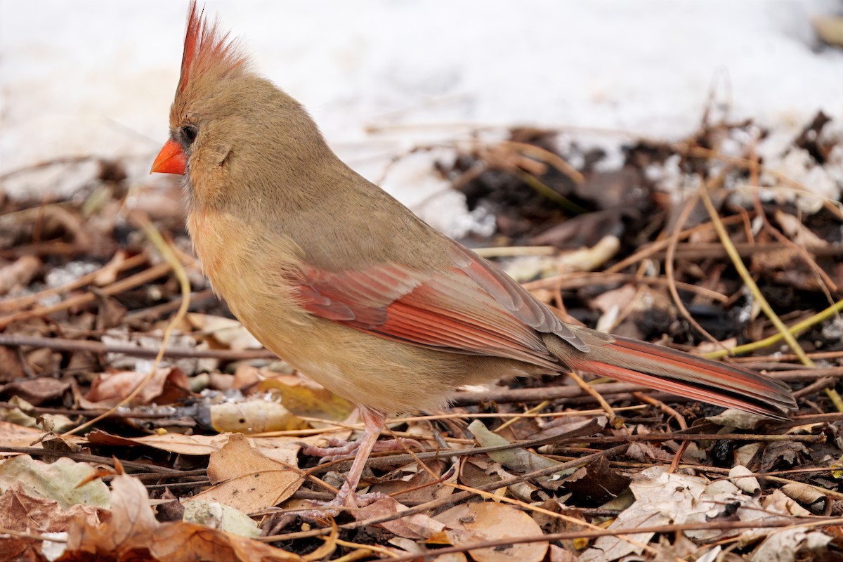 Cardinal rouge - ML646073548