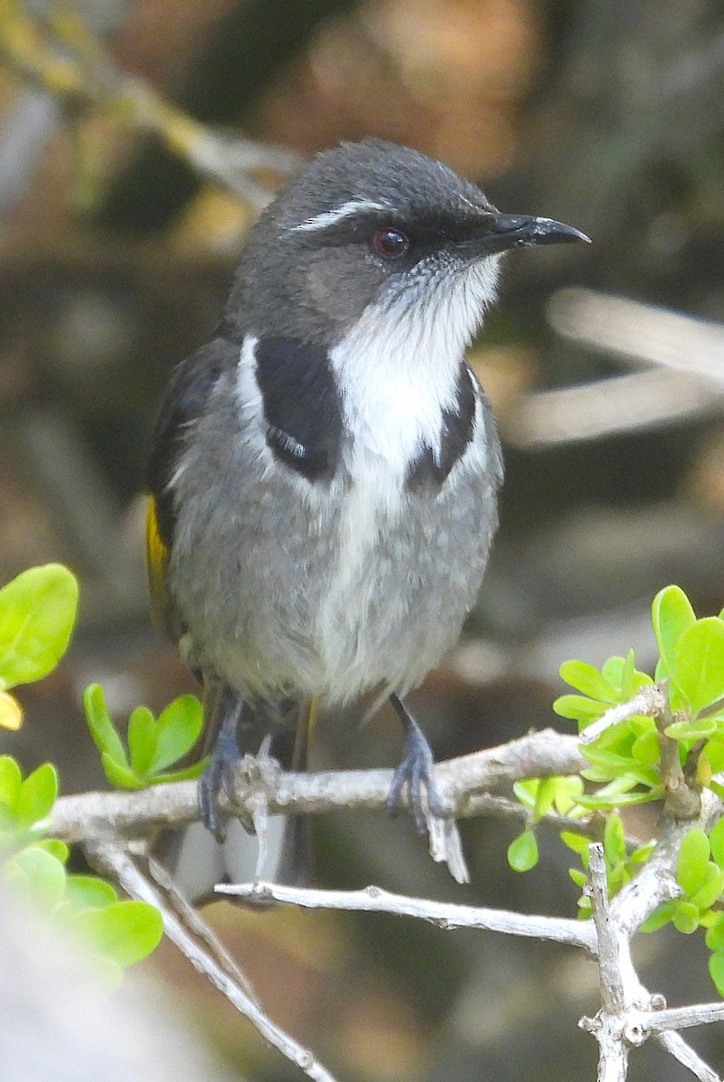 Crescent Honeyeater - ML646073553
