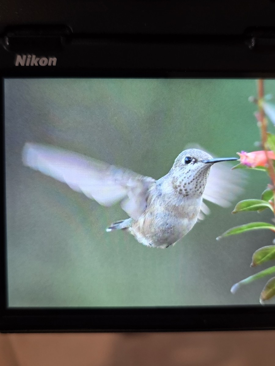 Calliope Hummingbird - ML646073554