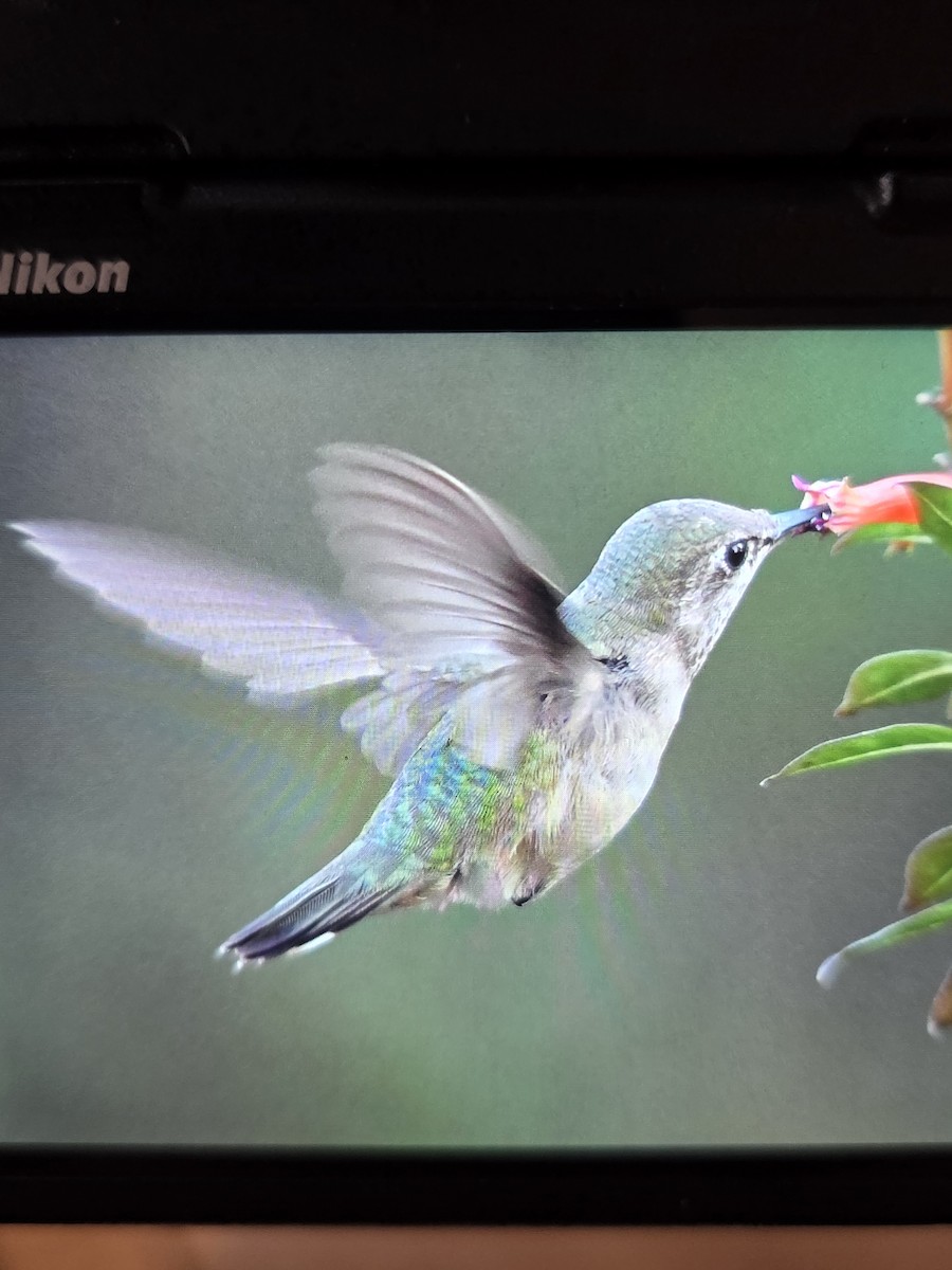 Calliope Hummingbird - ML646073555