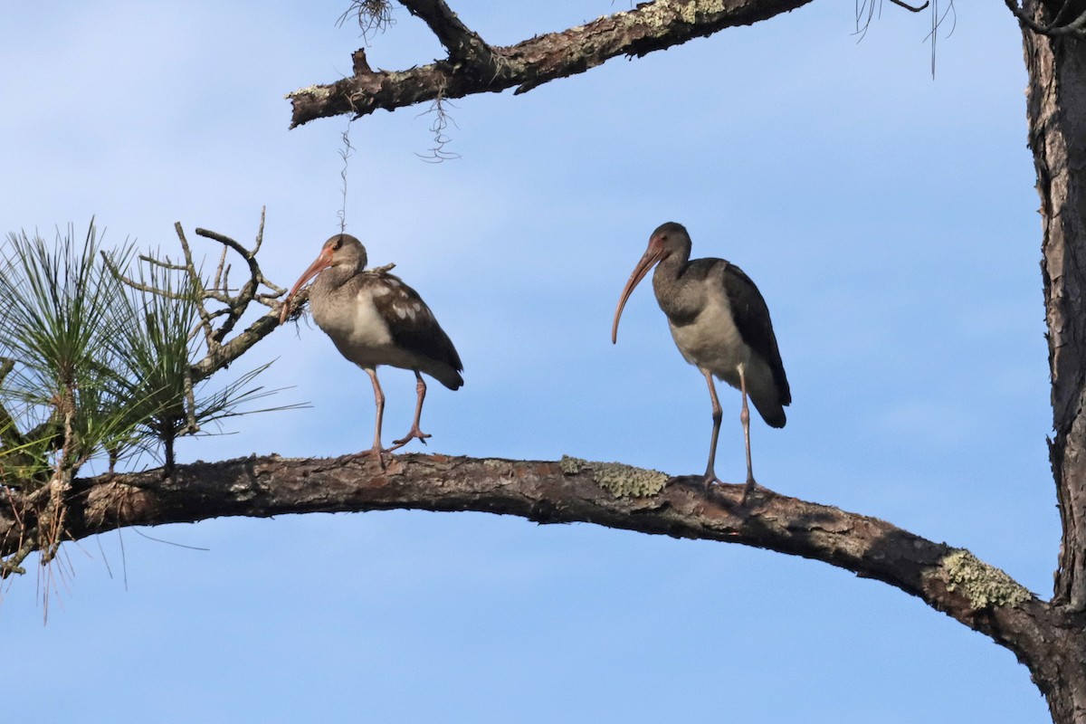 Ibis blanc - ML646073558