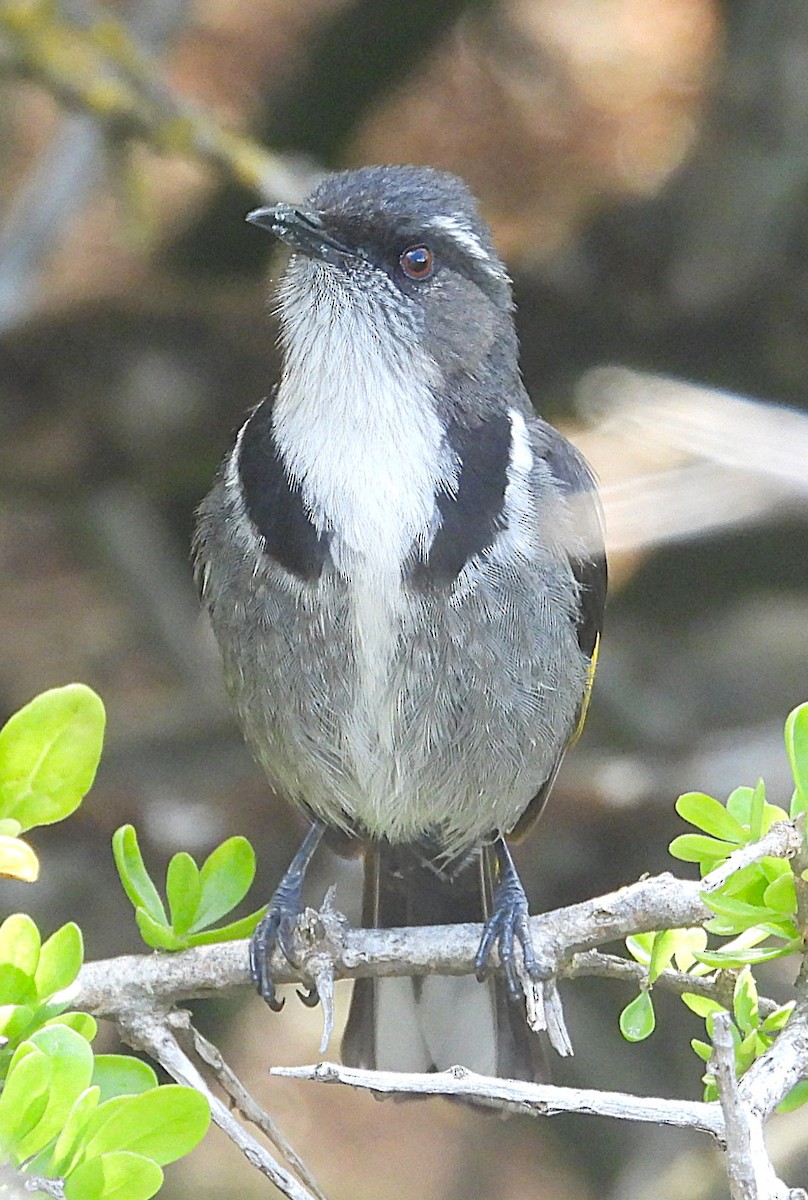 Crescent Honeyeater - ML646073560