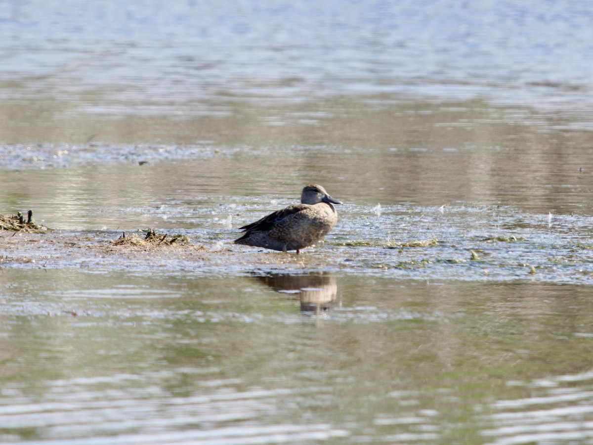 Blue-winged Teal - ML646073563