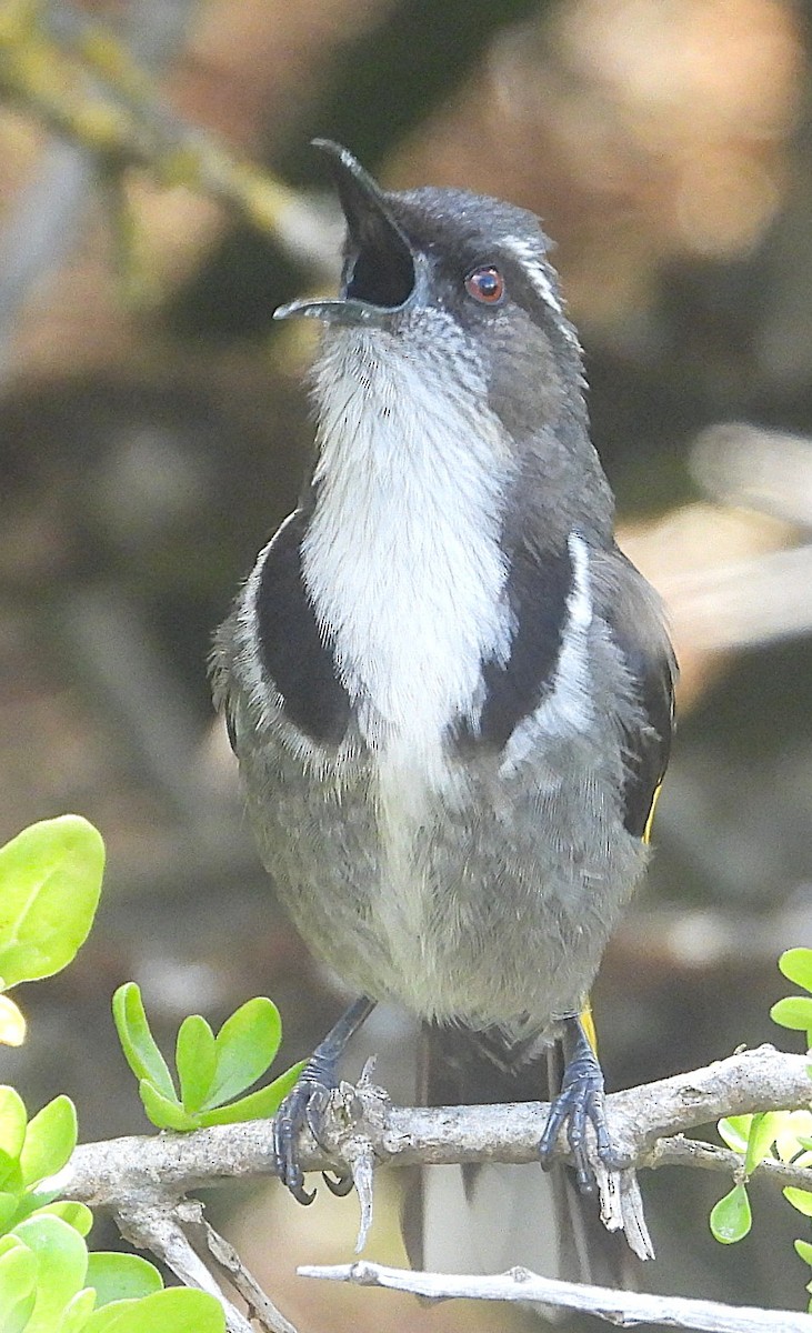 Crescent Honeyeater - ML646073567