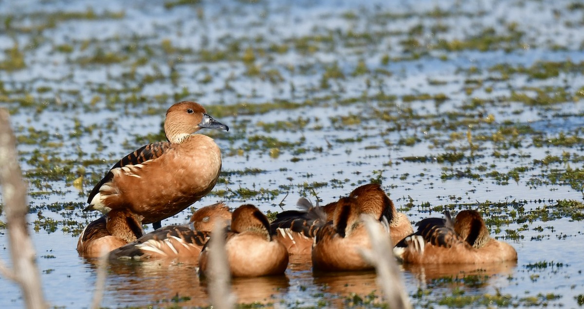 Fulvous Whistling-Duck - ML646073569
