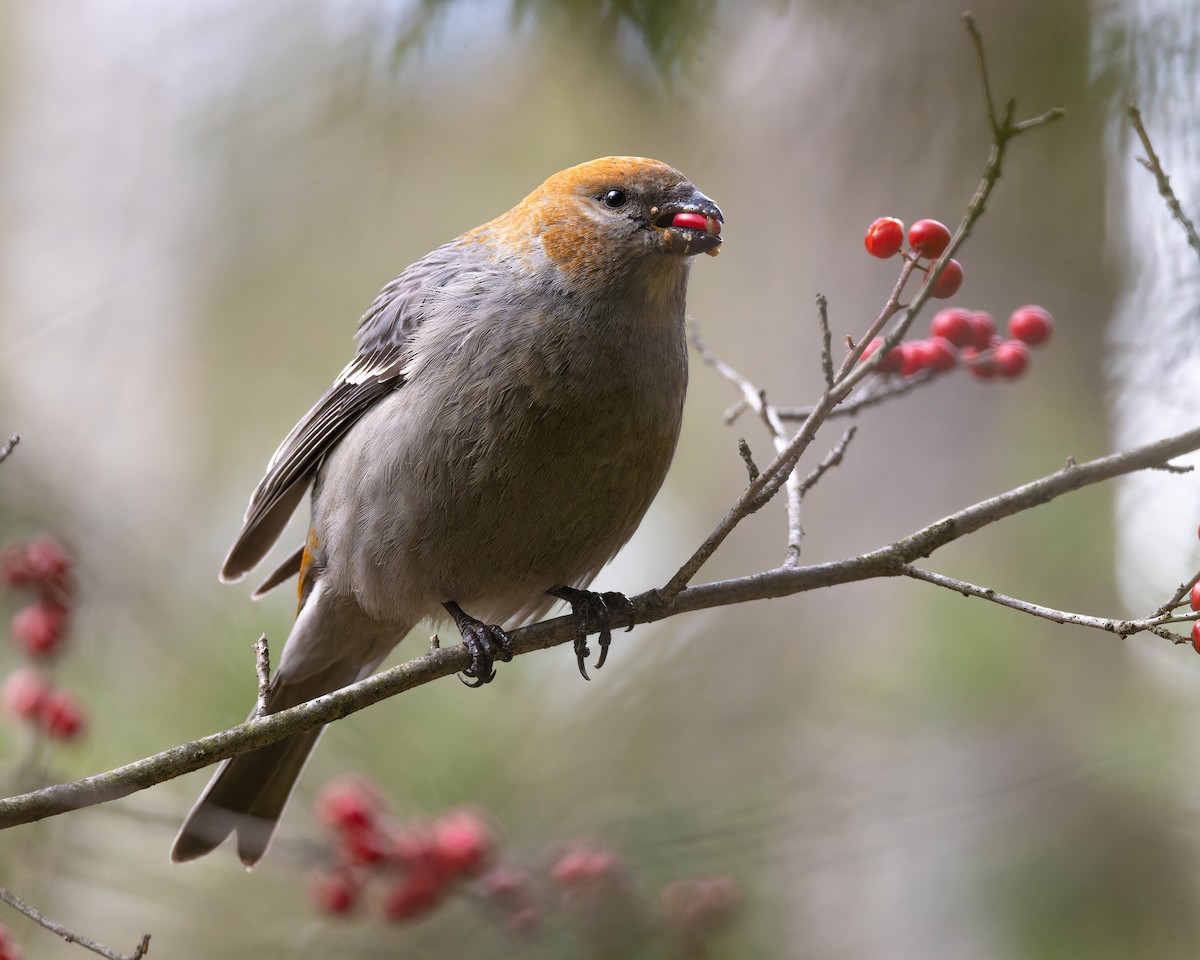 Pine Grosbeak - ML646073570