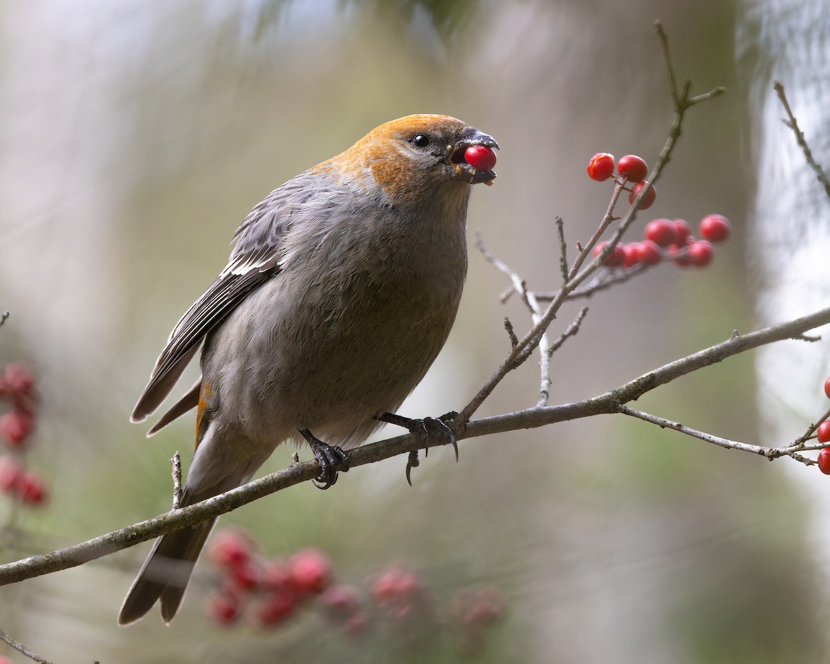 Смеречник тайговий - ML646073571