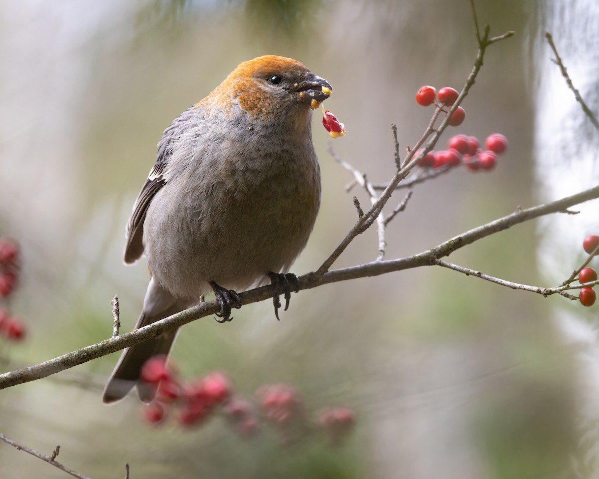 Смеречник тайговий - ML646073572