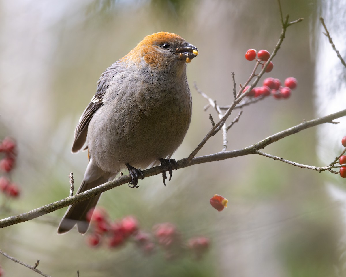Pine Grosbeak - ML646073573
