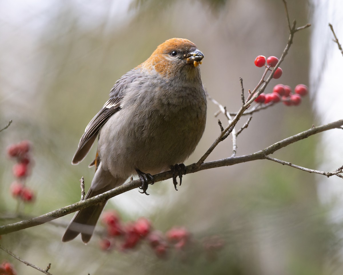 Смеречник тайговий - ML646073574