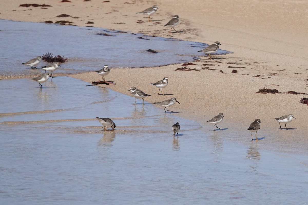 Western Sandpiper - ML646073575