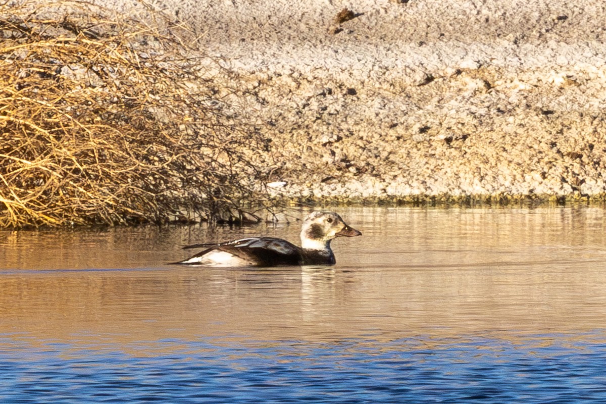 長尾鴨 - ML646073576