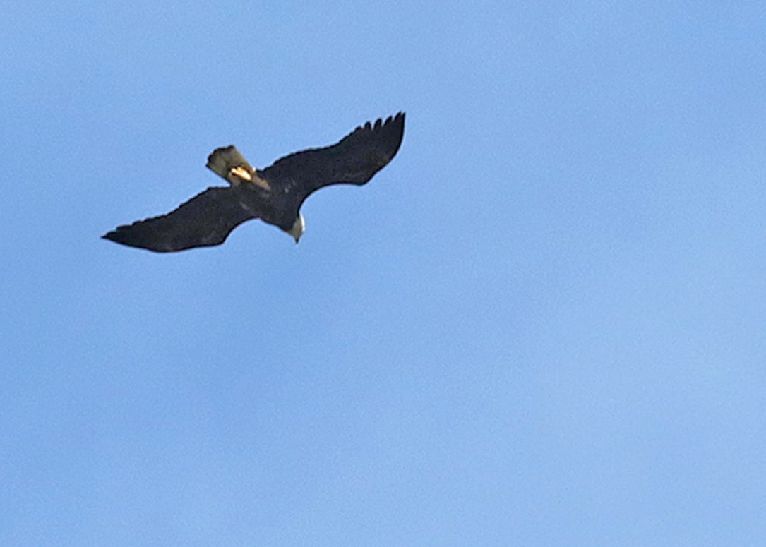 Bald Eagle - ML646073578