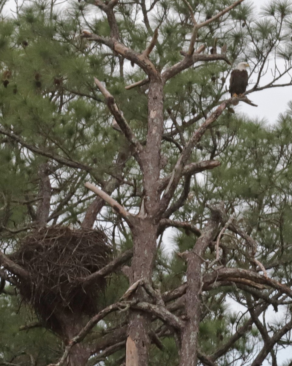 Bald Eagle - ML646073580