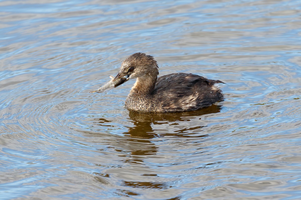 טבלן עקוד-מקור - ML646073587