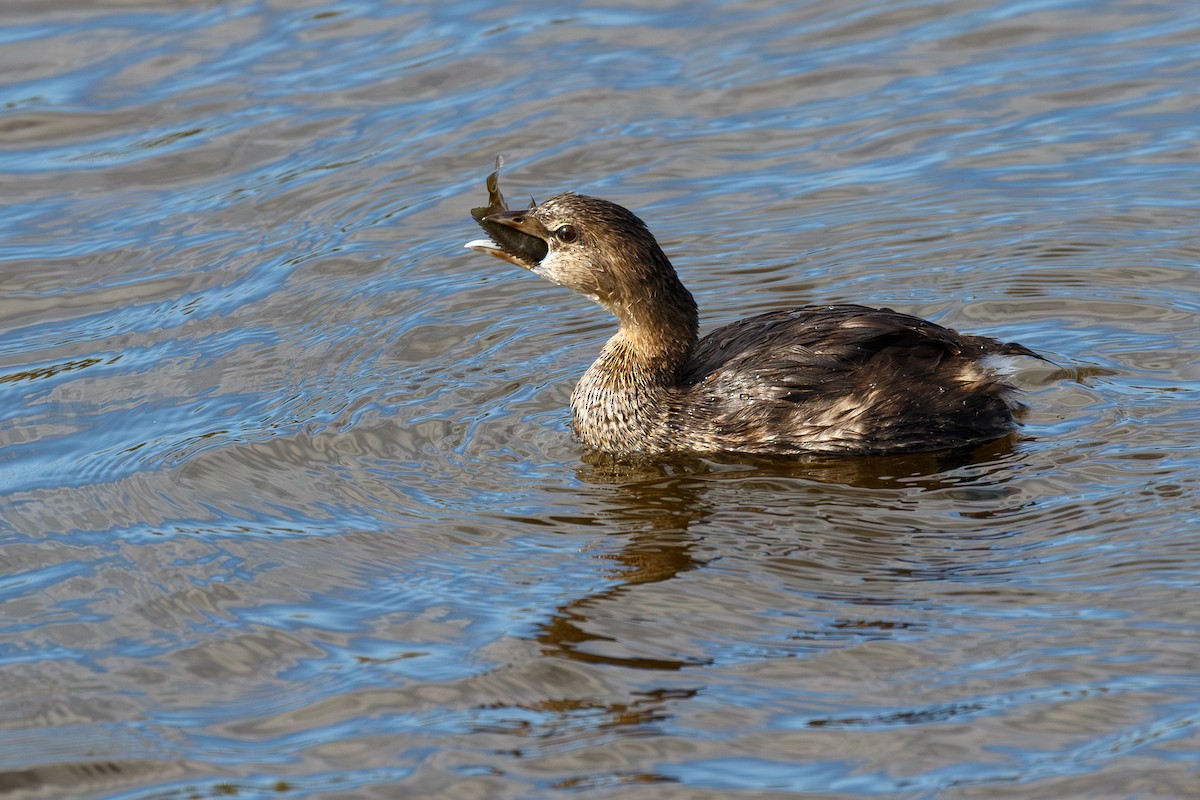 טבלן עקוד-מקור - ML646073588