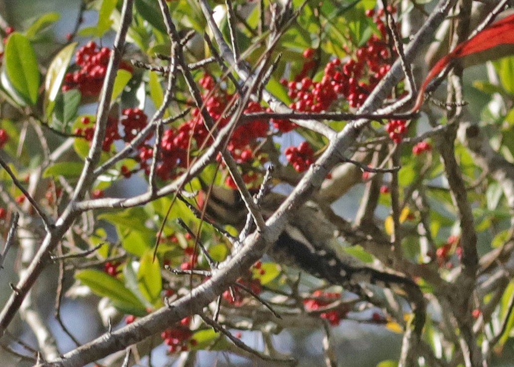 Yellow-bellied Sapsucker - ML646073595