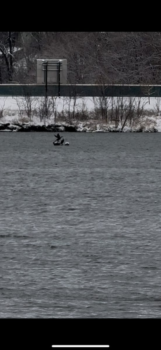 Double-crested Cormorant - ML646073596