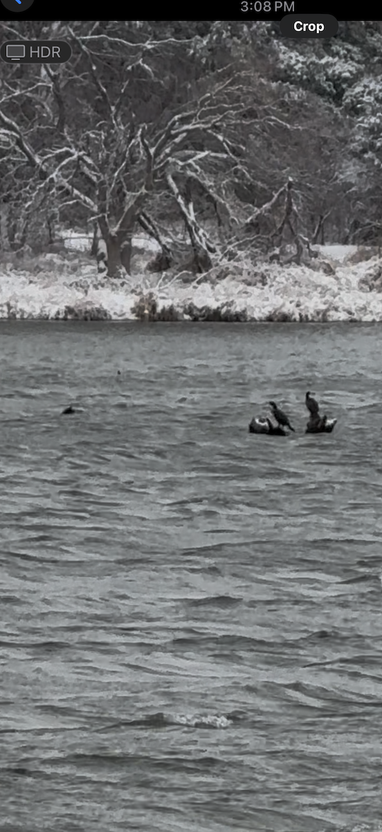 Double-crested Cormorant - ML646073597