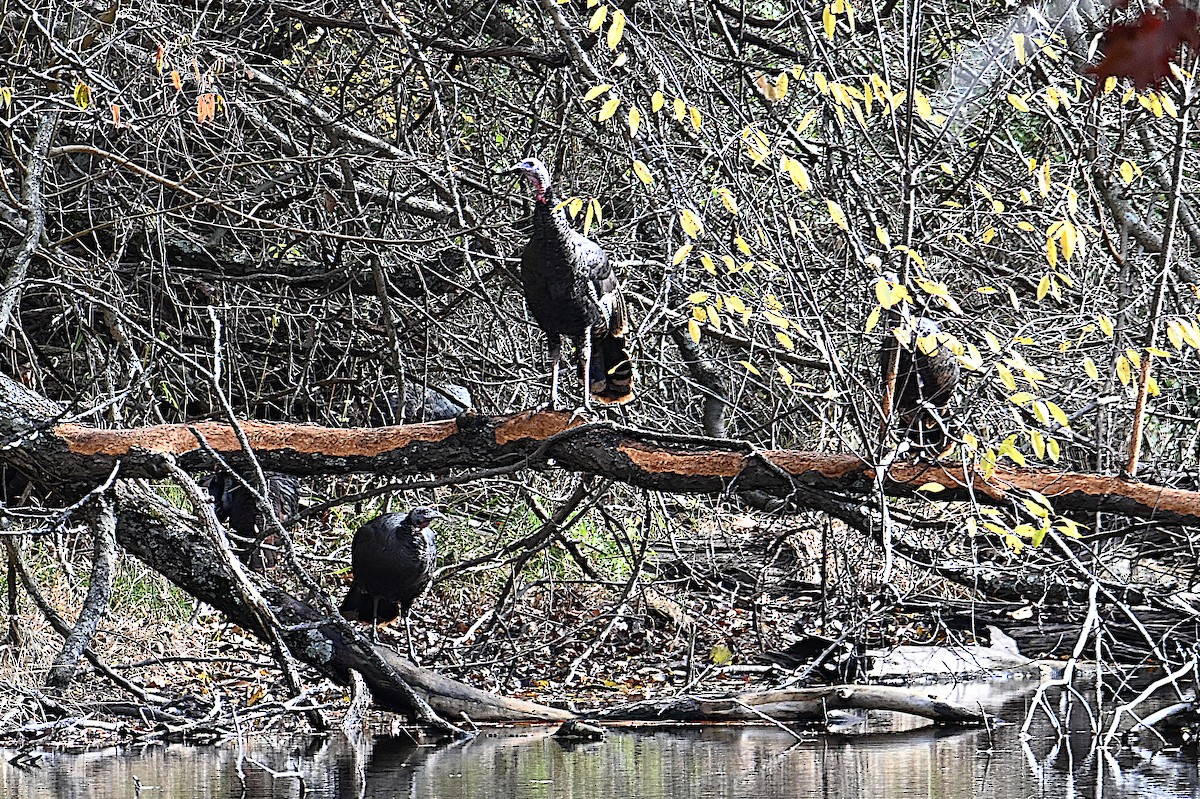 Wild Turkey - ML646073603