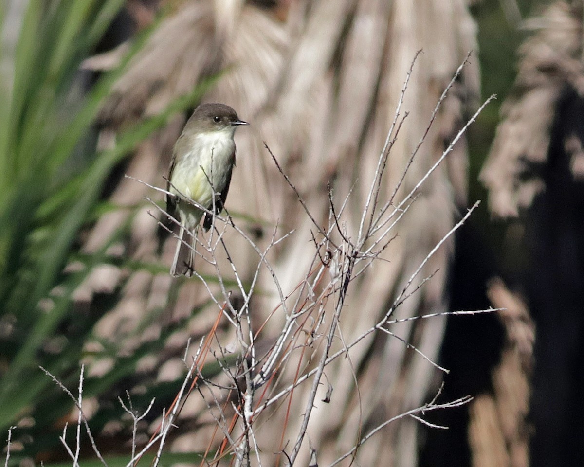 Eastern Phoebe - ML646073608