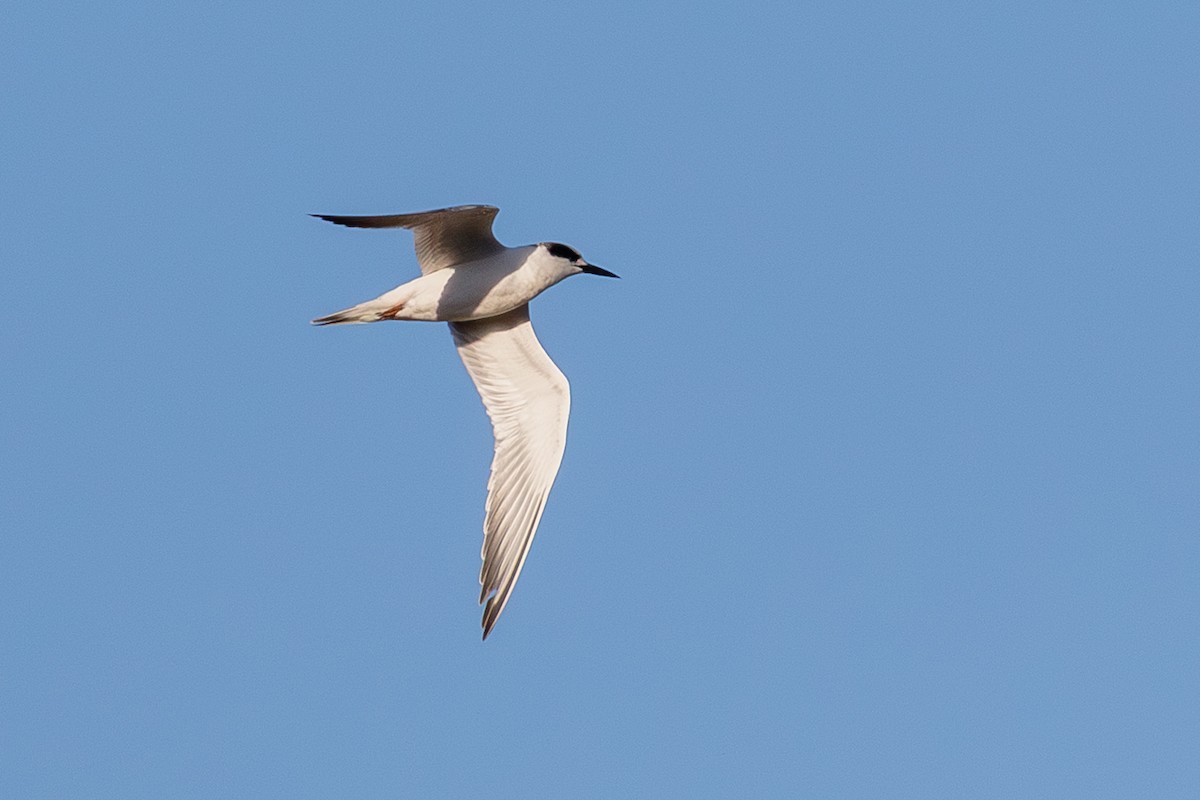 שחפית שחורת-אוזן - ML646073612