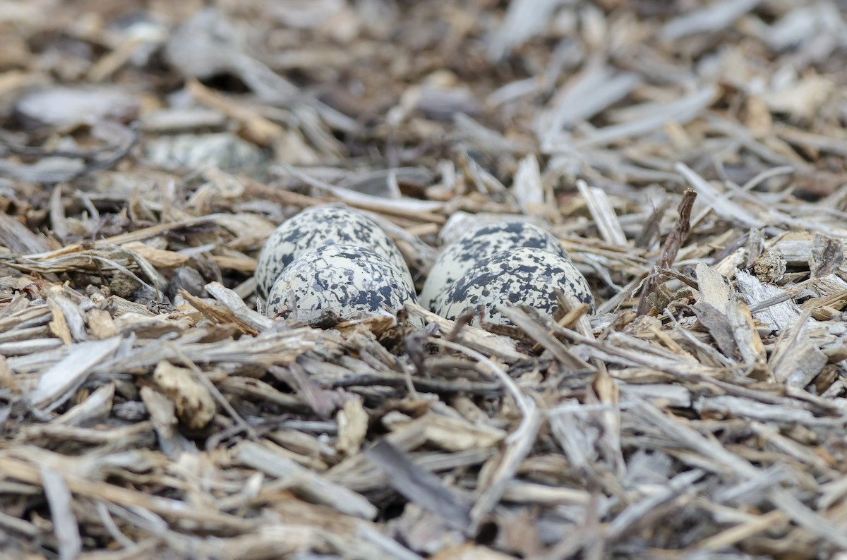 Killdeer - ML646073614